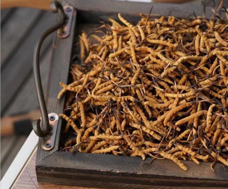 冬蟲夏草如何分級？