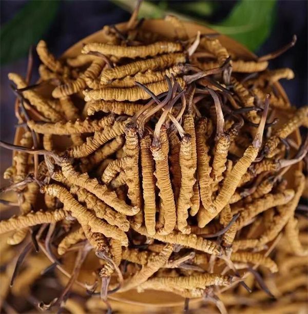 冬蟲(chóng)夏草和西瓜子可以一起食用。冬蟲(chóng)夏草被認(rèn)為具有滋陰補(bǔ)腎、益氣養(yǎng)血的作用，而西瓜子富含蛋白質(zhì)、脂肪、維生素B、鎂等營(yíng)養(yǎng)物質(zhì)，有助于促進(jìn)消化、補(bǔ)充能量等。