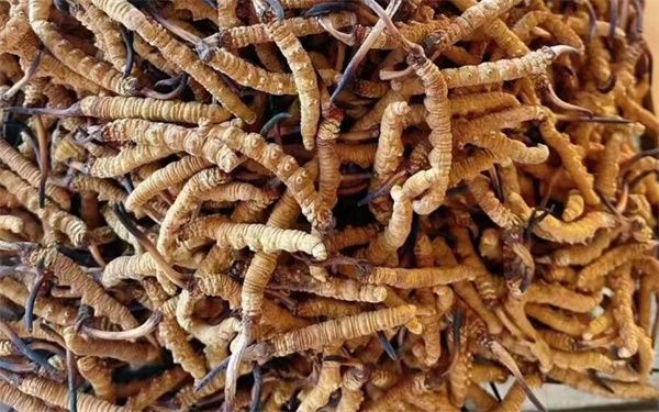 冬蟲夏草怎么看壞沒壞？影響冬蟲夏草品質(zhì)的6個(gè)因素