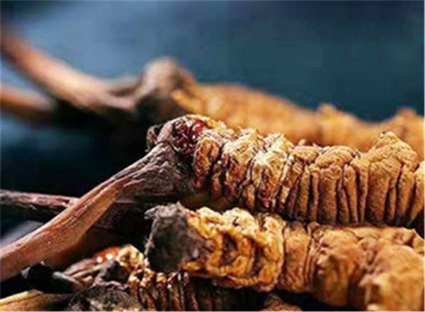 真的冬蟲夏草多少錢一斤？冬蟲夏草2023價目表