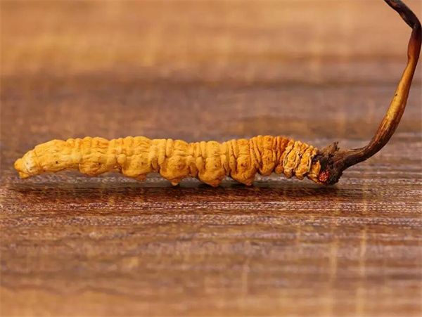 冬蟲夏草草頭越長(zhǎng)品質(zhì)越好嗎？草頭越長(zhǎng)冬蟲夏草品質(zhì)越好