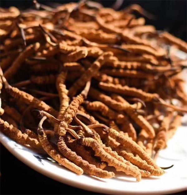 冬蟲夏草能存放多久？真空冷藏可以保存5年