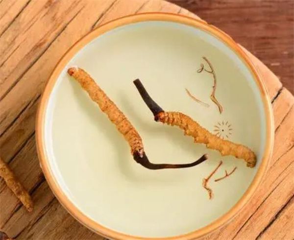 老人怎樣服用冬蟲夏草？