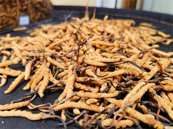 冬蟲(chóng)夏草怎么辨別真假？指點(diǎn)辨別冬蟲(chóng)夏草真假的方法