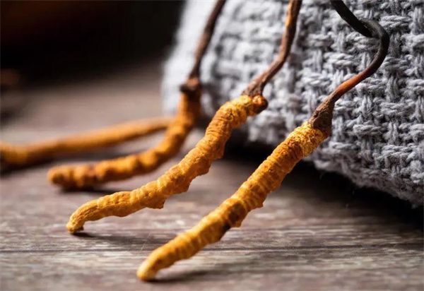 冬蟲夏草什么價格？冬蟲夏草2024價格表