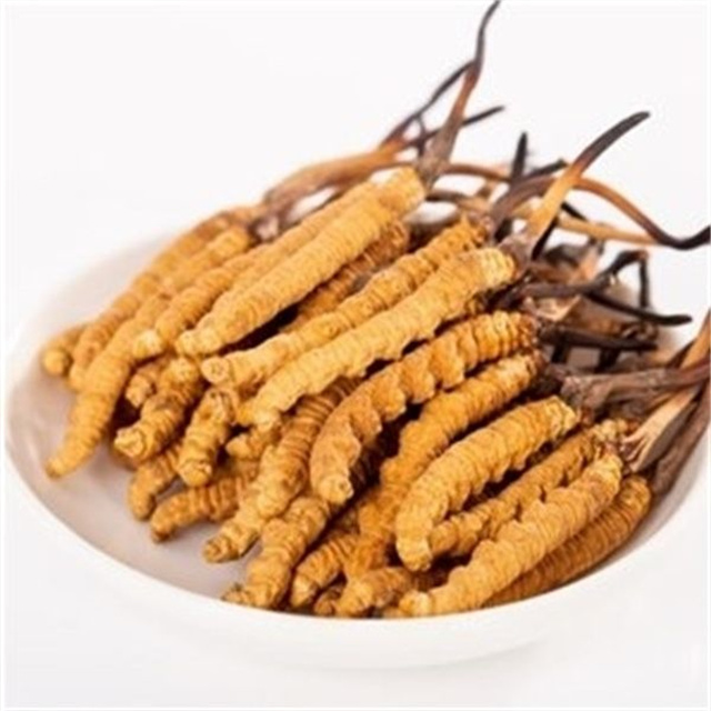 真的冬蟲夏草什么價格？冬蟲夏草價格的波動與市場影響因素