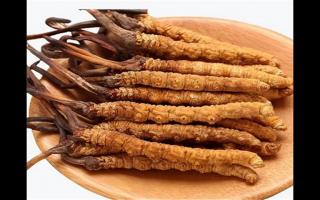 冬蟲夏草和蛹蟲草有哪些地方不一樣？冬蟲夏草和蛹蟲草6個(gè)方面的區(qū)別