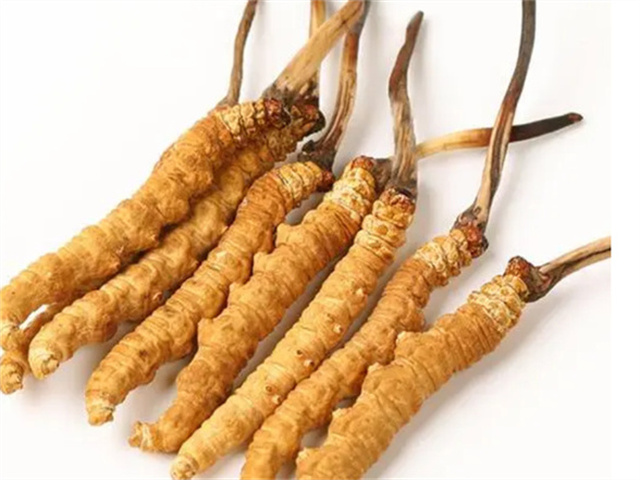 男人適合食用冬蟲夏草嗎？冬蟲夏草的藥用價值