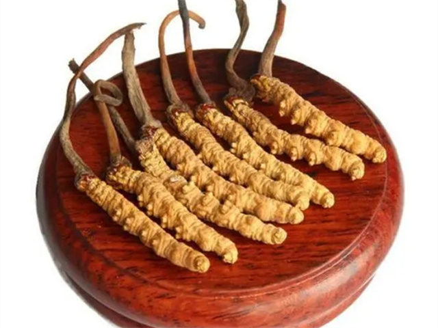 老人能吃冬蟲夏草嗎？老年人食用冬蟲夏草的4個好處