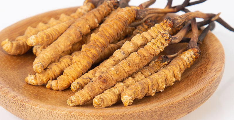 冬蟲夏草的營養(yǎng)價(jià)值與健康功效