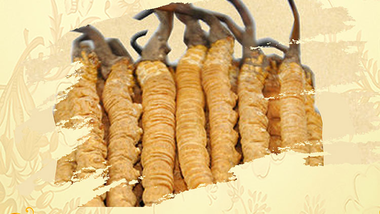 那曲蟲草買回家如何保存？這些小技巧要知道！