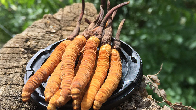 如何辨別優(yōu)質(zhì)那曲蟲草？掌握這幾招，輕松避開陷阱！