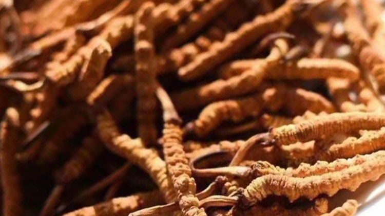 新鮮蟲(chóng)草怎么挑選