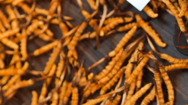 冬蟲夏草老人吃會(huì)不會(huì)太補(bǔ)