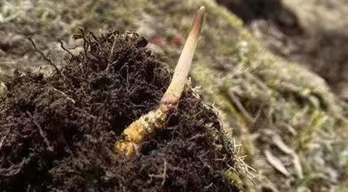 <a href=http://www.cyts-zx.com/xinxian/ target=_blank class=infotextkey>鮮冬蟲夏草</a>的多樣食用方法