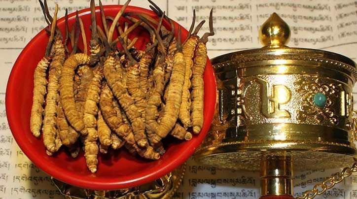 <a href=http://www.cyts-zx.com/ target=_blank class=infotextkey>那曲<a href=http://www.cyts-zx.com/ target=_blank class=infotextkey>冬蟲夏草</a></a>的有哪些藥用價(jià)值