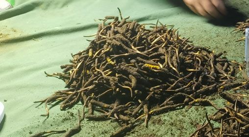 <a href=http://www.cyts-zx.com/xinxian/ target=_blank class=infotextkey>鮮冬蟲夏草</a>的正確食用方法指南