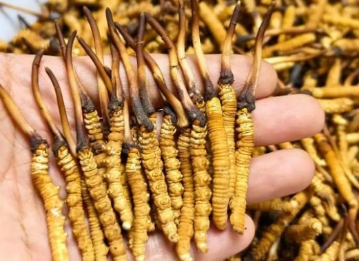 <a href=http://www.cyts-zx.com/sdph/zcw/ target=_blank class=infotextkey>珍草王冬蟲夏草</a>是真的嗎?