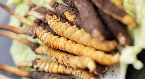 <a href=http://www.cyts-zx.com/xinxian/ target=_blank class=infotextkey>鮮冬蟲夏草</a>功效與食用方法詳解