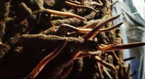 <a href=http://www.cyts-zx.com/xinxian/ target=_blank class=infotextkey>新<a href=http://www.cyts-zx.com/xinxian/ target=_blank class=infotextkey>鮮冬蟲夏草</a></a>的多種食用方法