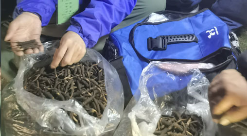 新鮮那曲蟲(chóng)草多少錢一根？揭秘冬蟲(chóng)夏草的價(jià)格密碼