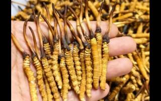 珍草王冬蟲夏草是真的嗎？揭秘珍稀藥材的真相