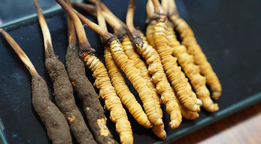 新鮮<a href=http://www.cyts-zx.com/jiage/ target=_blank class=infotextkey>冬蟲夏草價格</a>查詢