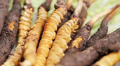 <a href=http://www.cyts-zx.com/xinxian/ target=_blank class=infotextkey>新<a href=http://www.cyts-zx.com/xinxian/ target=_blank class=infotextkey>鮮冬蟲夏草</a></a>怎么洗 