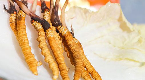 <a href=http://www.cyts-zx.com/xinxian/ target=_blank class=infotextkey>新<a href=http://www.cyts-zx.com/xinxian/ target=_blank class=infotextkey>鮮冬蟲夏草</a></a>燉燕窩