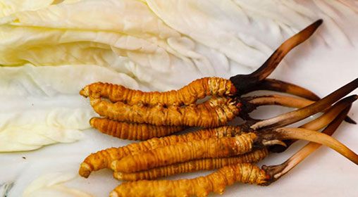 那曲雪域<a href=http://www.cyts-zx.com/xinxian/ target=_blank class=infotextkey>新<a href=http://www.cyts-zx.com/xinxian/ target=_blank class=infotextkey>鮮冬蟲夏草</a></a>