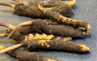 新鮮冬蟲夏草壞了：原因、識(shí)別與應(yīng)對(duì)策略