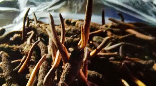 <a href=http://www.cyts-zx.com/xinxian/ target=_blank class=infotextkey>新<a href=http://www.cyts-zx.com/xinxian/ target=_blank class=infotextkey>鮮冬蟲夏草</a></a>排骨湯