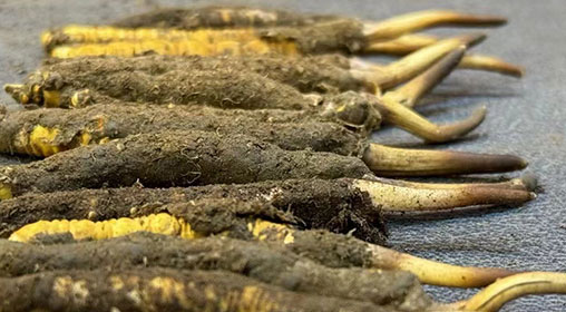 新鮮的冬蟲(chóng)夏草好不好