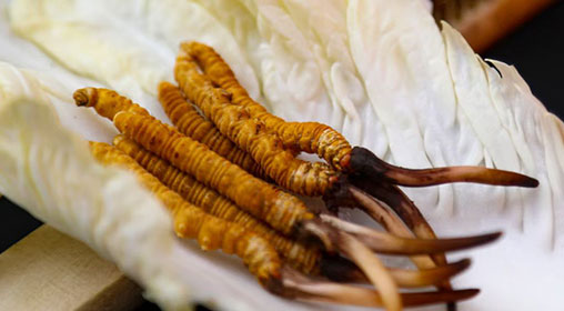 新鮮冬蟲(chóng)夏草怎么弄干