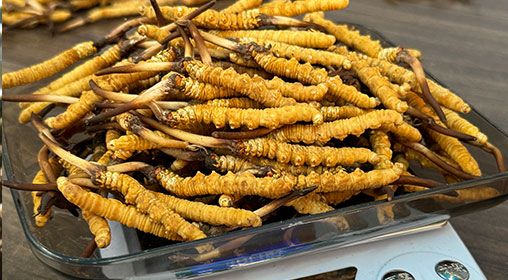 <a href=http://www.cyts-zx.com/s/brxcc target=_blank class=infotextkey>比如縣冬蟲夏草</a>新鮮度