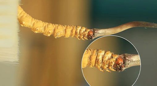 冬蟲夏草新鮮好嗎？