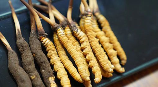 魚翅與<a href=http://www.cyts-zx.com/xinxian/ target=_blank class=infotextkey>新<a href=http://www.cyts-zx.com/xinxian/ target=_blank class=infotextkey>鮮冬蟲夏草</a></a>