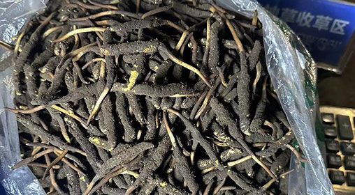 <a href=http://www.cyts-zx.com/xinxian/ target=_blank class=infotextkey>新<a href=http://www.cyts-zx.com/xinxian/ target=_blank class=infotextkey>鮮冬蟲夏草</a></a>出售