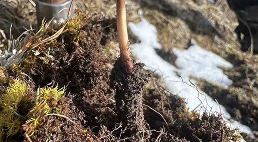 <a href=http://www.cyts-zx.com/xinxian/ target=_blank class=infotextkey>新<a href=http://www.cyts-zx.com/xinxian/ target=_blank class=infotextkey>鮮冬蟲夏草</a></a>存放