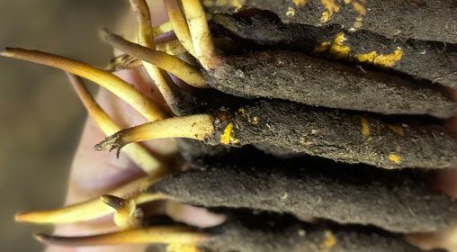 <a href=http://www.cyts-zx.com/xinxian/ target=_blank class=infotextkey>新<a href=http://www.cyts-zx.com/xinxian/ target=_blank class=infotextkey>鮮冬蟲夏草</a></a>晾曬