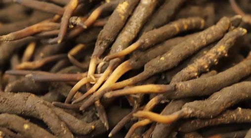 <a href=http://www.cyts-zx.com/xinxian/ target=_blank class=infotextkey>新<a href=http://www.cyts-zx.com/xinxian/ target=_blank class=infotextkey>鮮冬蟲夏草</a></a>品質(zhì)