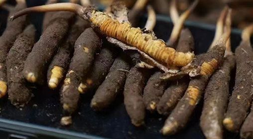 <a href=http://www.cyts-zx.com/xinxian/ target=_blank class=infotextkey>新<a href=http://www.cyts-zx.com/xinxian/ target=_blank class=infotextkey>鮮冬蟲夏草</a></a>發(fā)貨