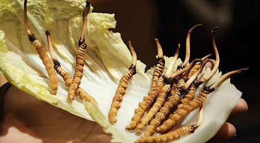 冷藏<a href=http://www.cyts-zx.com/xinxian/ target=_blank class=infotextkey>新<a href=http://www.cyts-zx.com/xinxian/ target=_blank class=infotextkey>鮮冬蟲夏草</a></a>   