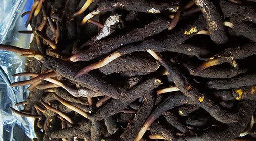 <a href=http://www.cyts-zx.com/xinxian/ target=_blank class=infotextkey>新<a href=http://www.cyts-zx.com/xinxian/ target=_blank class=infotextkey>鮮冬蟲夏草</a></a>產(chǎn)地