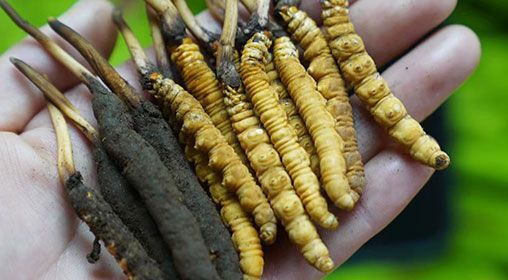 <a href=http://www.cyts-zx.com/xinxian/ target=_blank class=infotextkey>新<a href=http://www.cyts-zx.com/xinxian/ target=_blank class=infotextkey>鮮冬蟲夏草</a></a>服用