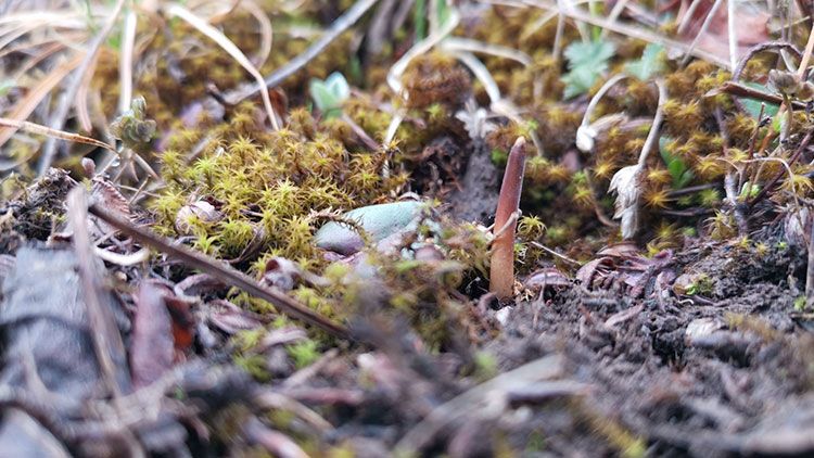 蟲(chóng)草的生命周期