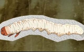 蟲(chóng)草的種類(lèi)大全：探秘真菌界的奇妙世界