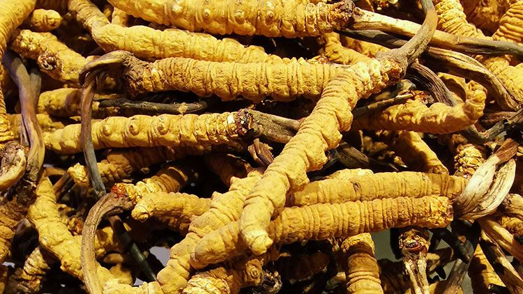 冬蟲夏草是什么味道？揭秘“軟黃金”的獨特風味