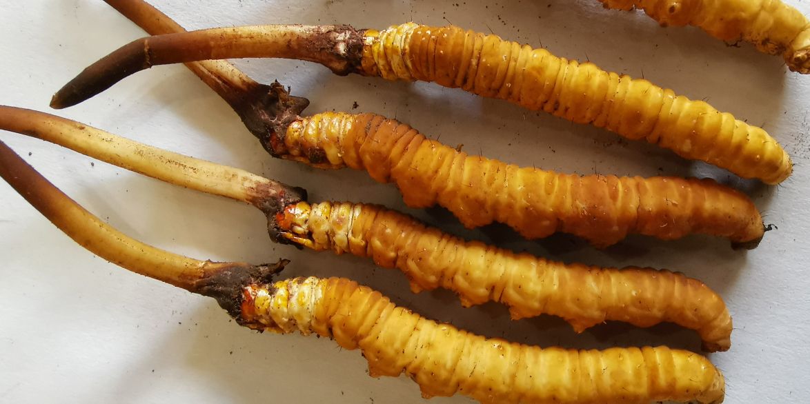 冬蟲夏草泡酒最佳配方：滋補(bǔ)養(yǎng)生，強(qiáng)身健體