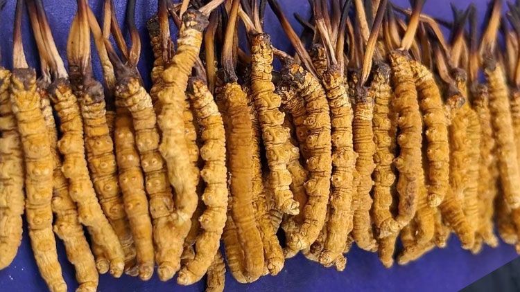 冬蟲夏草服用注意事項(xiàng):科學(xué)進(jìn)補(bǔ)指南